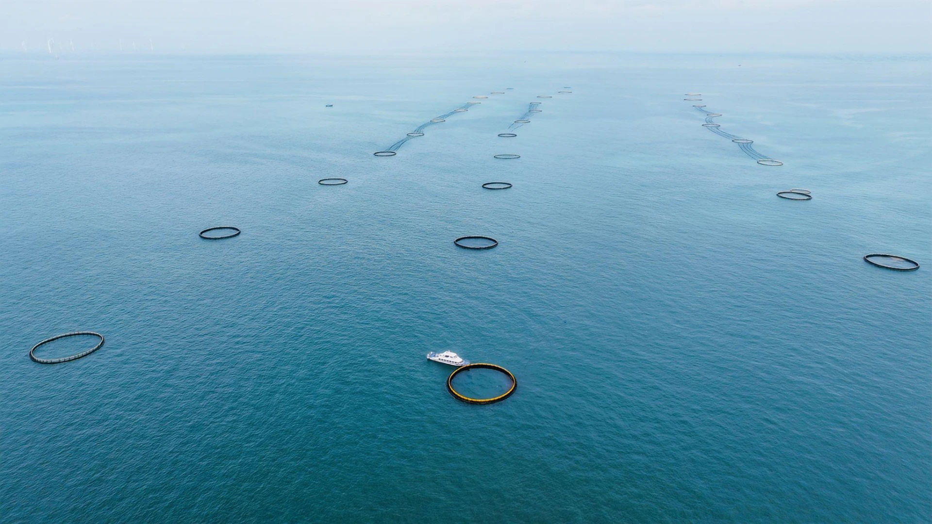 About Golden Fisheries